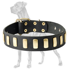 Great Dane collar adorned with brass plates