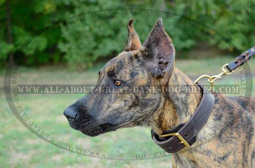 Durable 2 Ply Leather Great Dane Collar 