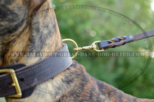 Leather Great Dane Collar with Brass Fittings