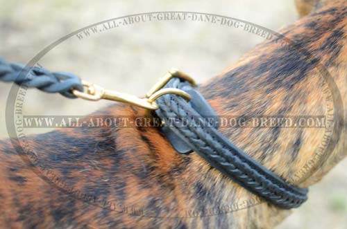Leather Great Dane Collar with Brass Plated Fittings