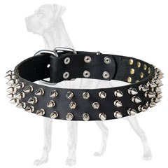Stunning Great Dane collar with 3 rows of spikes