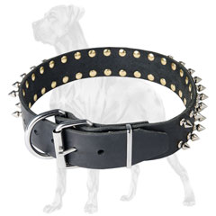 Spiked leather Great Dane with adjustable buckle