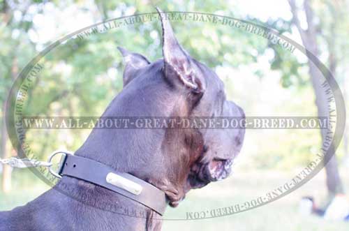  Leather Great Dane Collar with Name Plate 