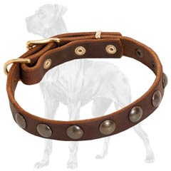 Riveted Leather Collar for Great Dane Puppy