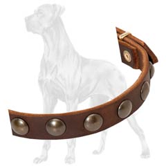 Studded Leather Great Dane Collar Dog Walking