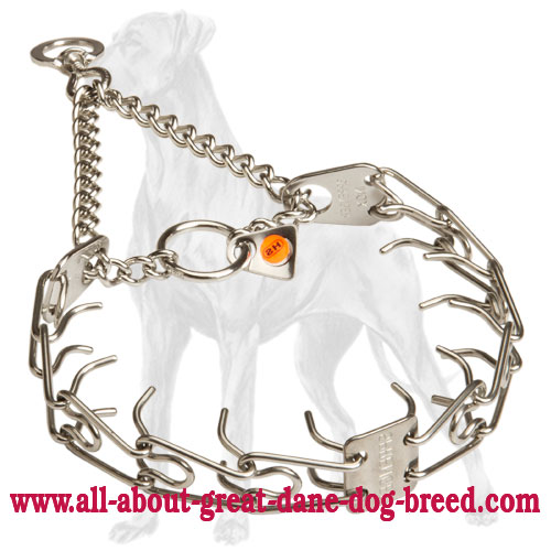 Great Dane natural upbringing with this pinch collar