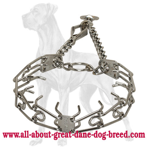 Great Dane pinch collar with quick release snap hook