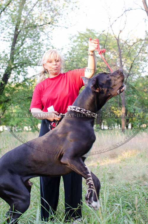 Great Dane prong collar for effective training