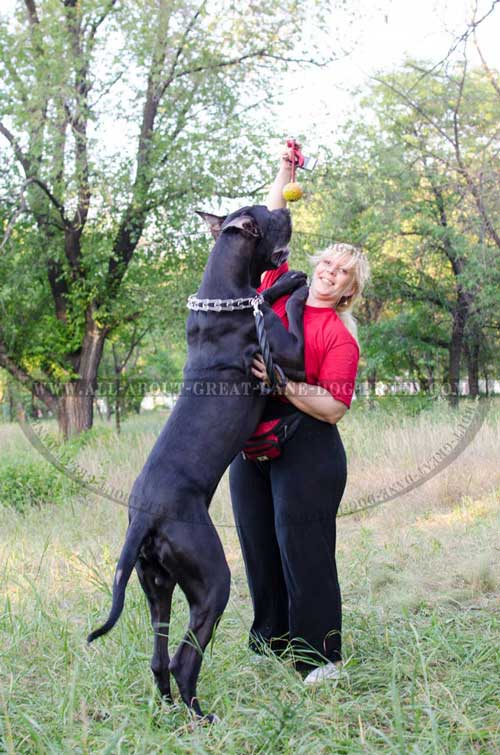 Great Dane toy for 