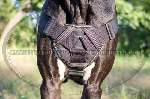 Cushion Chest Plate on Dog Harness