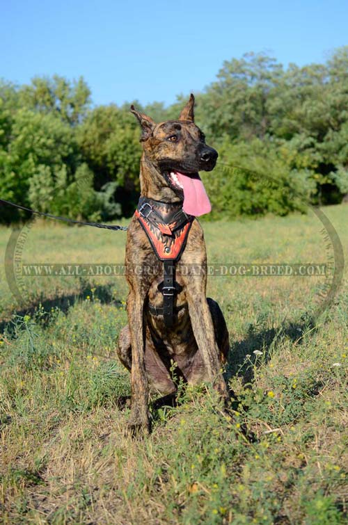 Leather Great Dane Harness 