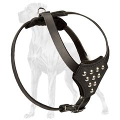 Leather Great Dane Puppy Harness with D-Ring