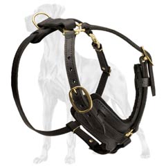 Genuine leather harness for Great Dane