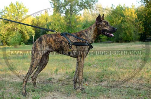 Pure Leather Great Dane Breed Harness