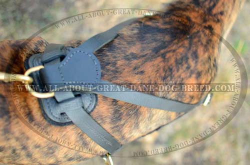 Rust Resistant Leather Great Dane Dog Harness