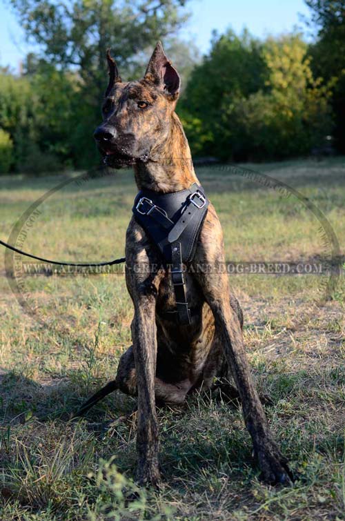  Leather Harness Dog Training 