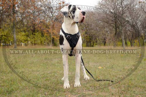 Attack training Great Dane leash