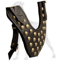 Elegant leather Great Dane harness