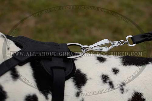 Exclusive Dog Harness