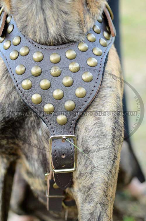 Extremely Comfortable Leather Dog Harness