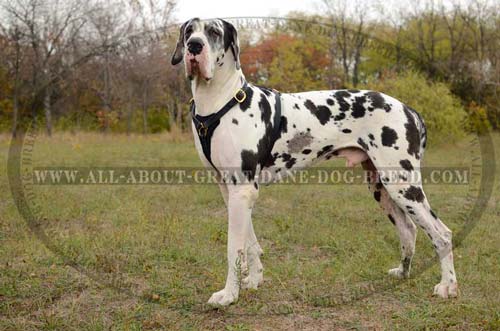 Comfortable Leather Great Dane Harness