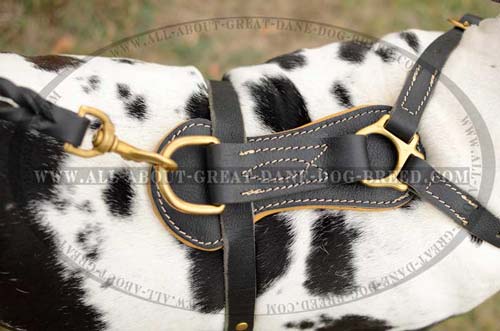 Hypoallergic Studded Leather Great Dane Harness