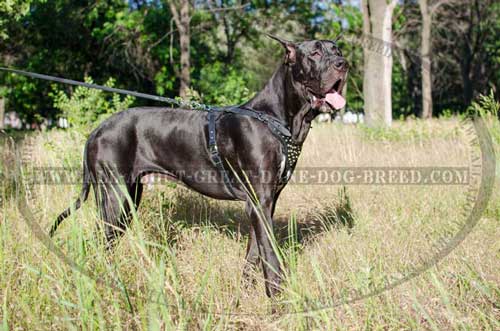 Rustproof Decorated Leather Harness for Great Dane 
