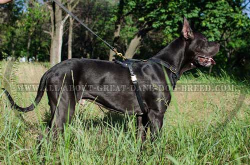 Leather Great Dane Harness