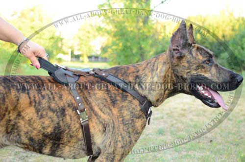  Leather Great Dane Harness with Handle