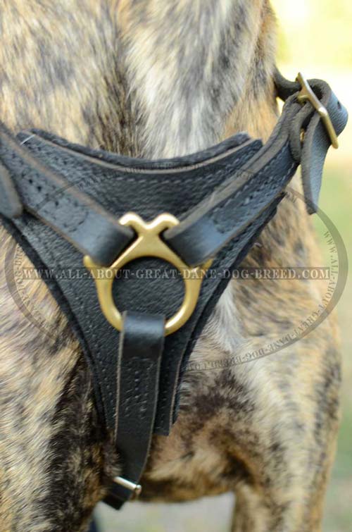 Padded Leather Great Dane Harness