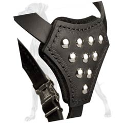 Decorated Padded Chest Plate for Leather Great Dane Puppy Harness
