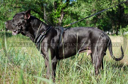 Padded Leather Great Dane Harness