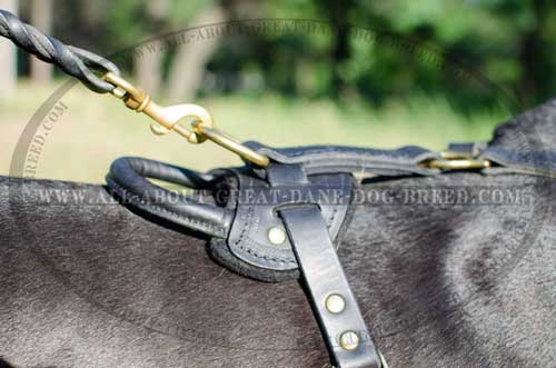 Leather Great Dane Harness with Padded Back Plate