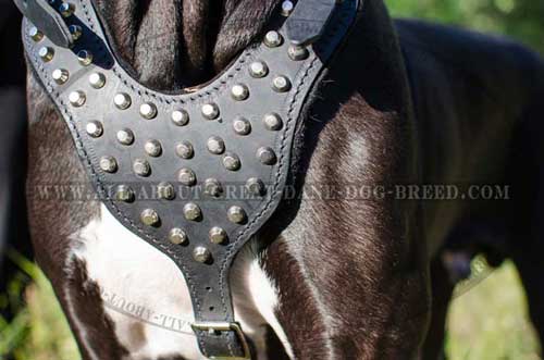 Decorated Leather Great Dane Chest Plate of Dog Harness 