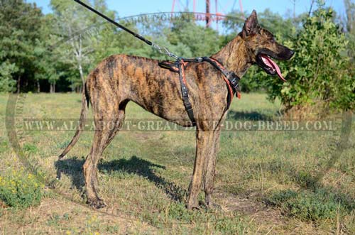 Leather Great Dane Harness for Training