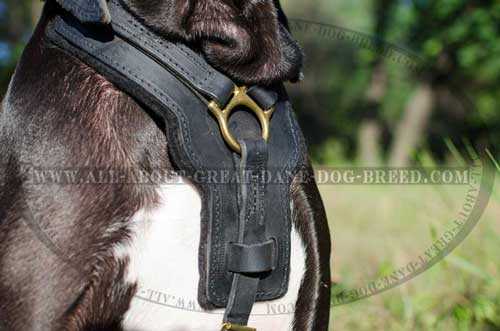 Padded Chest Plate of Leather Great Dane Harness