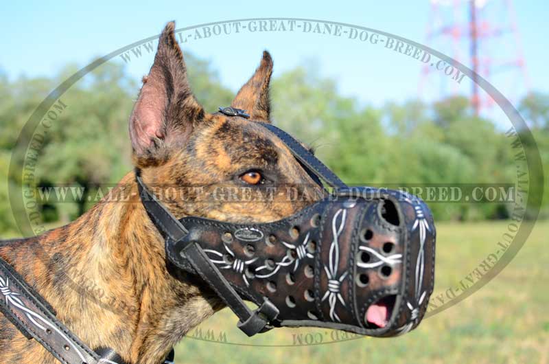 Get Handpainted Leather Dog Muzzle for Great Dane Attack Training