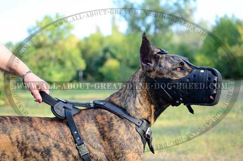 Leather Great Dane Muzzle Made of Safe Material