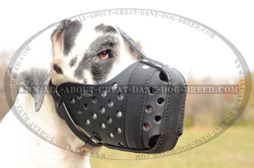 Hypoallergic Leather Great Dane Muzzle
