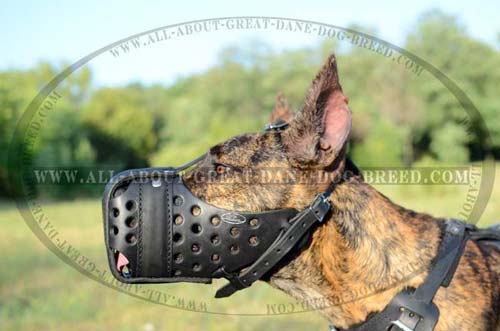 Exclusive Leather Great Dane Muzzle