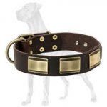 Leather Great Dane Collar with Brass Plates