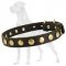 Studded Leather Great Dane Collar