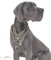 Exclusive Design Studded Leather Harness for Great Dane