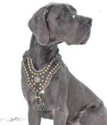 Exclusive Design Studded Leather Harness for Great Dane