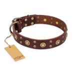 'Caprice of Fashion' FDT Artisan Great Dane Brown Leather Dog Collar with Round Decorations