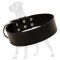 Premium Quality Leather Collar for Great Dane - 2 Inch Wide