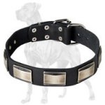 Wonderful Leather Collar with Nickel Plates for Great Dane