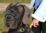Wire Basket Dog Muzzles for Great Dane