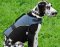Nylon Vest Harness with Handle for Great Dane Breed
