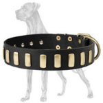 Gorgeous Wide Leather Collar With Plates for Great Dane